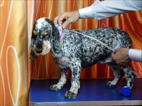 Видео: Измерить собаку, чтобы построить выкройку? Легко!