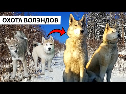 Видео: Порода Волэнд