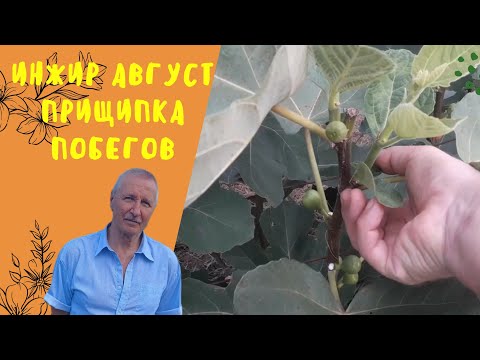 Видео: Инжир. Август. Прищипка побегов.