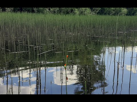 Видео: ДИКИЕ КАРАСИ В ХВОЩЕ ! Гнут УДИЛИЩЕ !! Шикарная рыбалка на поплавочную удочку.