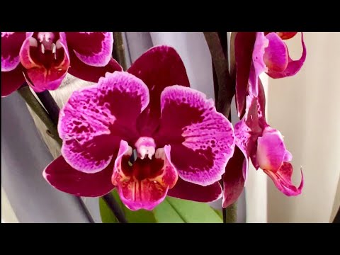 Видео: Обзор нереальных орхидей. Монпелье, Лас Вегас, Альбуйфейра, Беби Динамит, Корнелия ...