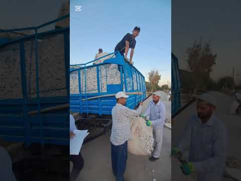 Видео: КИРОП СТАХОНОПДА ПАХТА ТЕРИМИ АВЖИДА МАХСИМ ФЕРМЕР 🚜 ДАЛАСИ