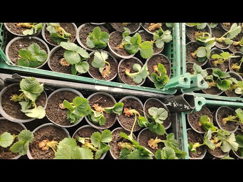 Видео: Знову болталки під висадку саджанців