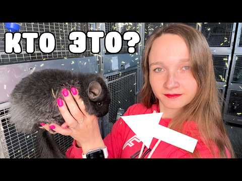 Видео: Что за зверь такой ШИНШИЛЛА? | Общая информация про шиншилл