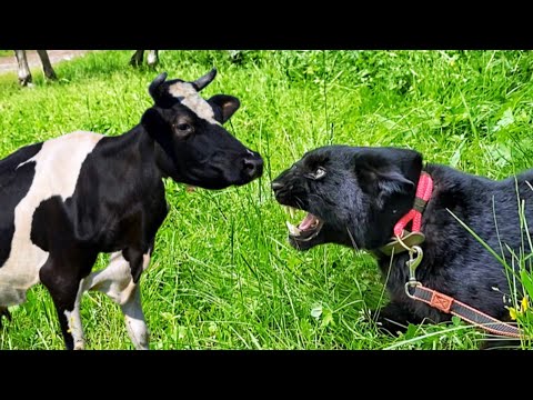 Видео: Пантера Луна заманила корову 😂🙈