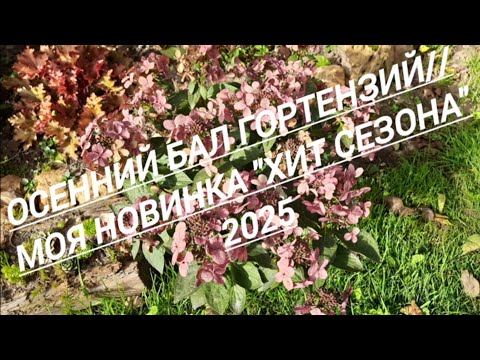 Видео: 235#Осенний бал гортензий//Моя новинка - "Хит сезона - 2025"//04.09.25