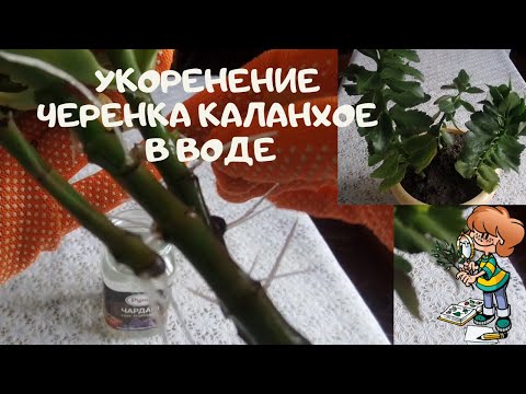 Видео: Укоренение черенка каланхое в воде,она пускает корни не за неделю,как пишут на сайтах о растениях
