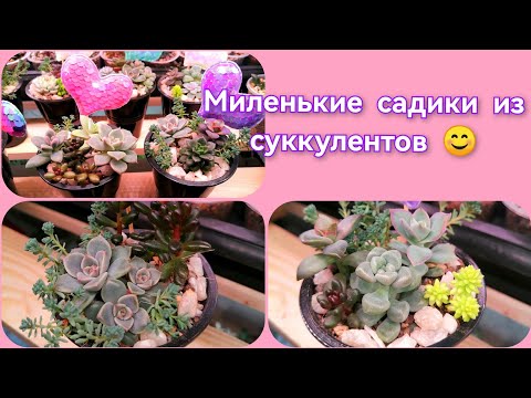 Видео: Миленькие садики из суккулентов 😊