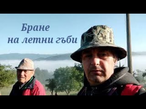 Видео: Събиране на гъби пачи крак и лютица. Диворастящи гъби.