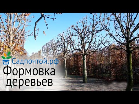 Видео: Формовка кроны  деревьев на примере конского каштана