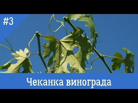 Видео: #3. Органический виноградник: чеканка лоз в конце лета