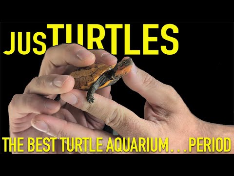 Видео: ЛУЧШИЙ аквариум с черепахами в США!
