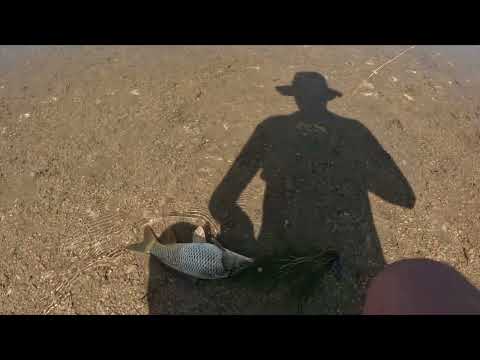 Видео: Что творится на водоемах? Озеро Песчанка... Ловля карпа.