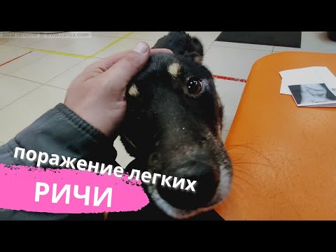 Видео: Фиброз в лёгких  у щенка. Ричи мог умереть на улице