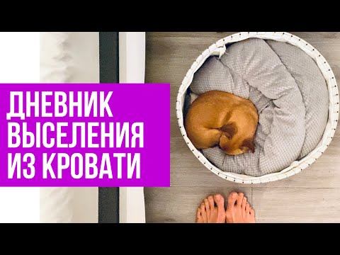 Видео: Как приучить собаку спать отдельно. Дневник выселения собаки из кровати #amydog