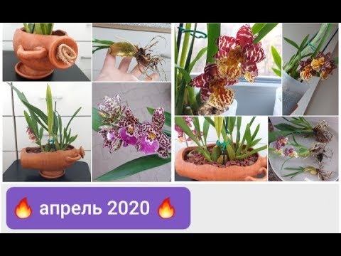 Видео: #орхидеи #ОДОНТОГЛОССУМЫ: почти год мучений -и #обзор, #пересадка