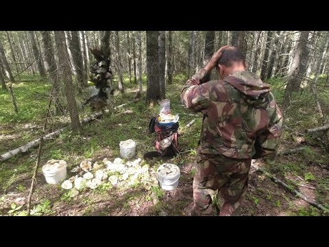 Видео: Легендарные грузди! Невероятное количество груздей! Мой первый выход меня не подвёл!