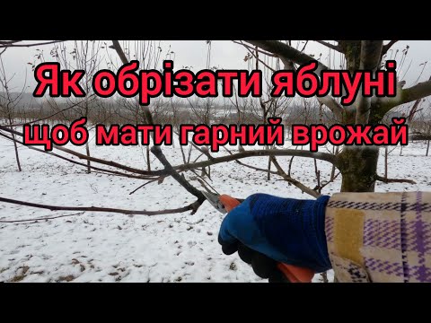 Видео: Як обрізати яблуні. Обрізка саду. Правильна обрізка яблуні. Як обрізати сад для гарного врожаю