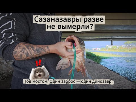 Видео: Штаны упали, снасть тонула, но карп оказался у соседа!
