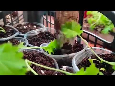 Видео: Пикиране - Деси Владовска