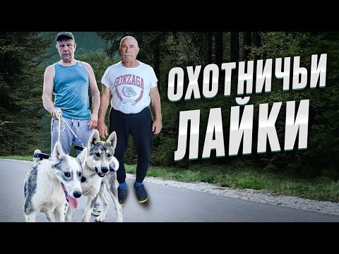 Видео: Как выбрать щенка? В гости к  Борисёнку А.К.