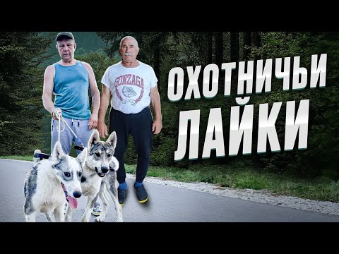 Видео: Как выбрать щенка? В гости к  Борисёнку А.К.