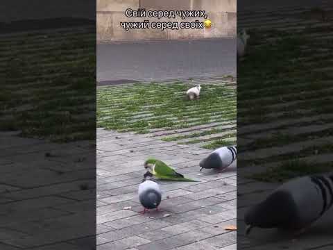 Видео: Я не з такої сім‘ї!😅#попугай #приколи #село