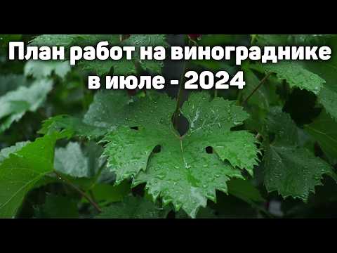 Видео: План работ на винограднике в Июле 2024