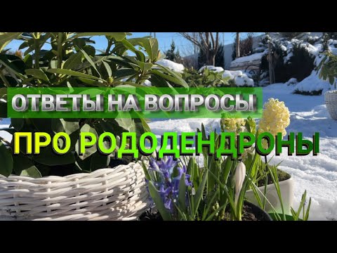 Видео: ВСЕ О РОДОДЕНДРОНАХ: ВОПРОСЫ И ОТВЕТЫ | Что не любит рододендрон | Почему не цветет рододендрон