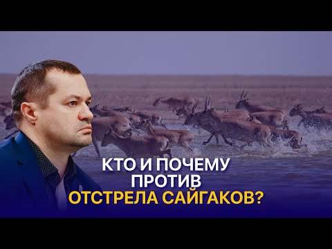 Видео: Нашествие сайгаков в Казахстане: убытки для фермеров, цены на мясо и сокращение популяции