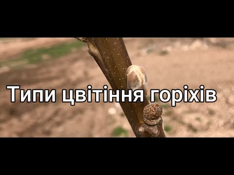 Видео: №78 Типи цвітіння та вплив на врожайність  грецьких горіхів Юкал І І