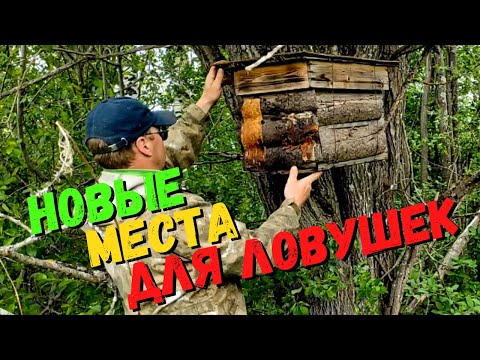 Видео: ДИКИЕ ПЧЁЛЫ! В поисках новых мест для установки ЛОВУШЕК НА ПЧЁЛ! #47