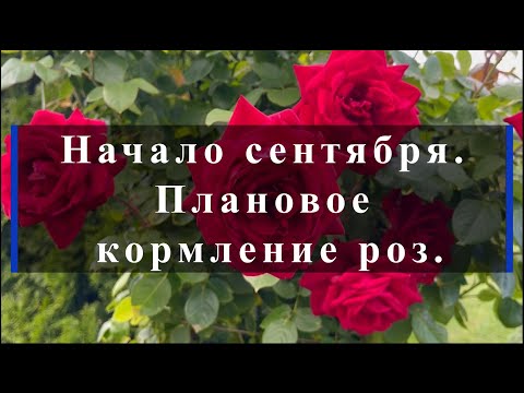 Видео: Начало сентября. Плановое кормление роз. Питомник растений Е. Иващенко
