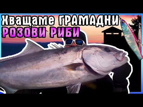 Видео: Хващаме ГРАМАДНИ РОЗОВИ РИБИ на ДЖИГ/ Самотраки и Амбърджаците - II част