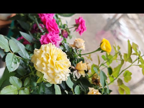 Видео: Витамины, которые я принимаю и рекомендую