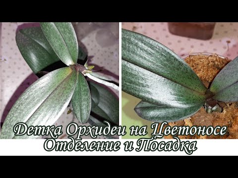 Видео: ДЕТКА ОРХИДЕИ на ЦВЕТОНОСЕ | Отделение и ПОСАДКА | Phal. Scention, Парфюмерная Фабрика