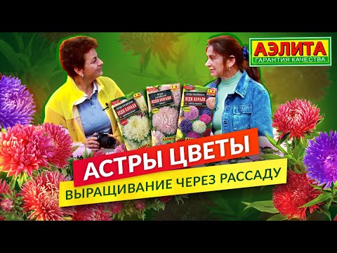 Видео: Астры Сорта и Виды. Выращивание Через Рассаду.