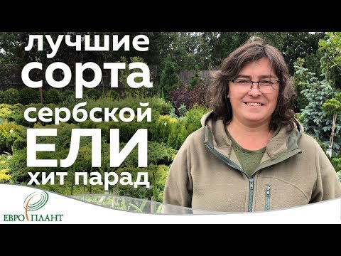 Видео: Ель сербская. Топ 5.