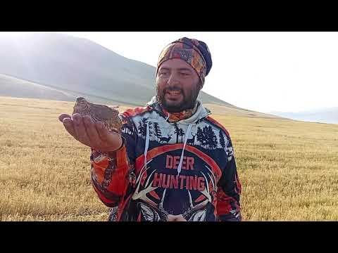 Видео: Լորի որս / 2025 / охота на перепела в Армении / охота с дратхааром и курцхааром #vors #հայորսորդ 
