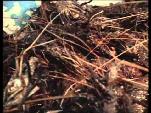 Видео: Жак Ив Кусто. Остров Борнео.