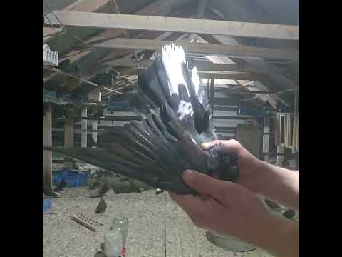 Видео: могу продать,89508687143