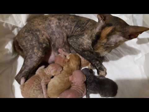 Видео: Полное видео о котятах.  Новорожденные котята сфинкс браш.