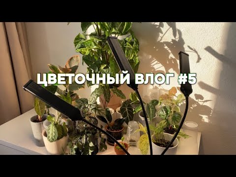 Видео: Уход за растениями, обзор растений, цветочный влог #5