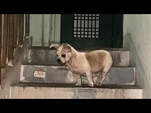 Видео: У дверей появилась бездомная собака. Глядя на её выпуклые глаза и дрожащее тело, я задумался...