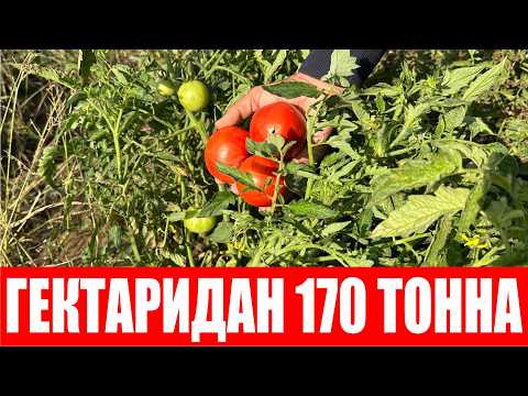 Видео: Сюзана Плюс F1 дан янги РЕКОРД натижа ҳосил давом этмоқда (Tomato Suzana Plus F1 Sakata)