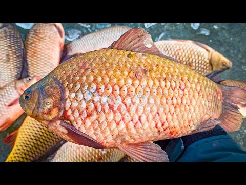 Видео: З такими КАРАСЯМИ нам і САЗАН не потрібен, Крупниі карасі на вудку зимою