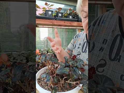 Видео: 🌸Заносим бегонию в дом🌸Как правильно поступить🌸