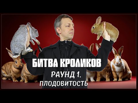Видео: Битва кроликов. Раунд 1. Плодовитость