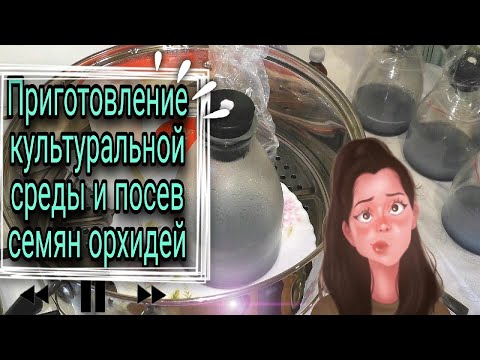 Видео: Приготовление среды,посев семян орхидей.