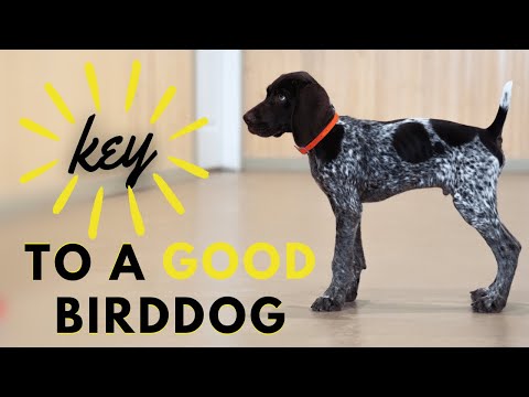 Видео: Как научить щенка команде «Ух ты!»